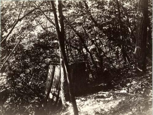 Stump on embankment near Fort Hill.