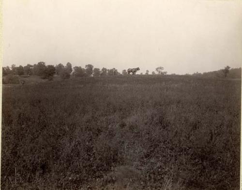 Field at site.