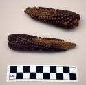 Ear of maize