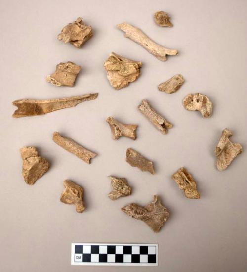 Organic bone faunal remains, some vertabrae