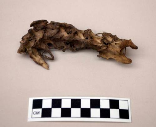 Vertebrae--domestic dog