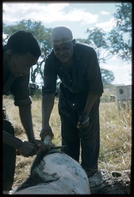 Philip Hameva and Manuel skinning a pig