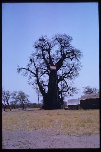 Flagpole and flag in front of a baobab tree with no leaves, next to a corner of McIntyre's dwelling