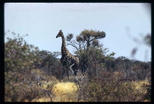 Scenery, Animals: Giraffe walking through trees and brush