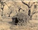 Woman's lodge, hut made of branches with leaves still intact