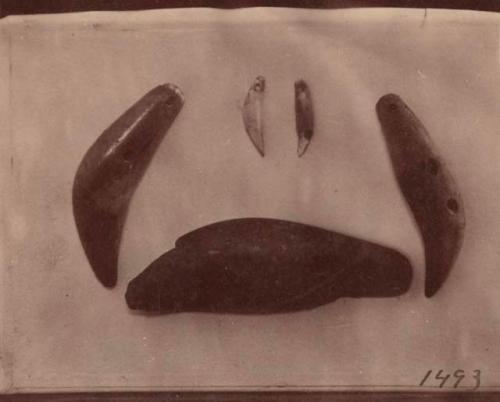 Perforated teeth of grizzly bear, black bear and wolf.