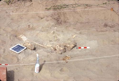 Bone,  H2037, Pre-ceramic lithic site, Rio Seco