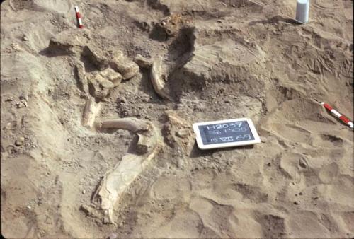 Bone,  H2037, Pre-ceramic lithic site, Rio Seco