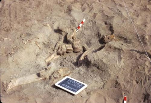 Bone,  H2037, Pre-ceramic lithic site, Rio Seco