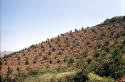 View of modern orange tree terraces at Constancia, Moche Valley