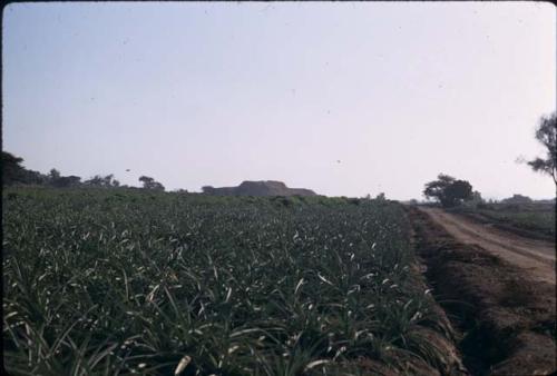 View of Huaca Santo Domingo, Moche Valley