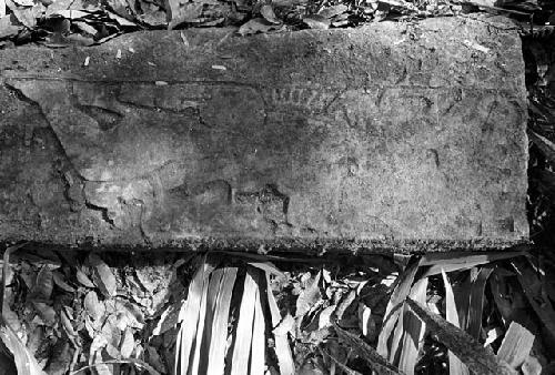 Hieroglyphic Stairway stone from La Amelia