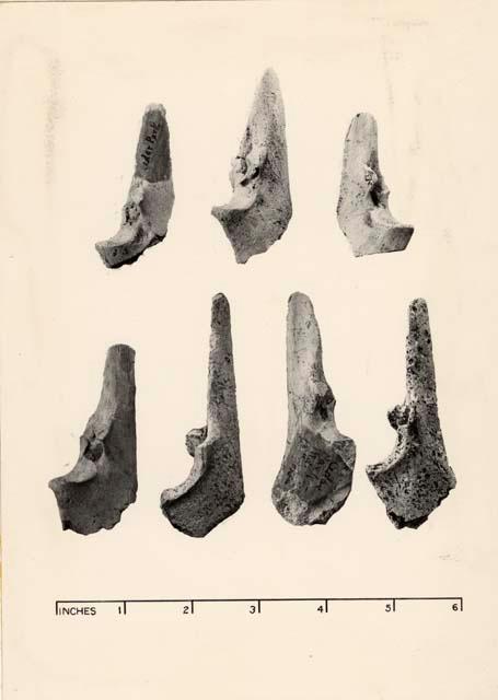 Flaking tools- deer ulnae.