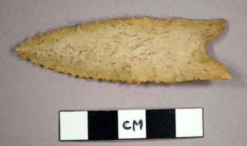 Cast, projectile point, serrated, Dalton No. 24