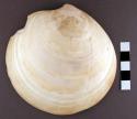 Desinia shell, contains no pigment but interior surface is red - pigment contain