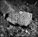 Stela 4 at Piedras Negras