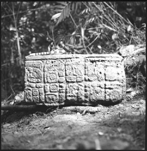 Stela 8 at Piedras Negras