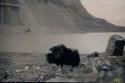 Muskox standing on a rocky shore