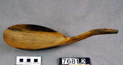 Spoon made of Rocky Mountain sheep horn