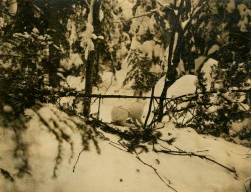 Rabbit in snow near trap