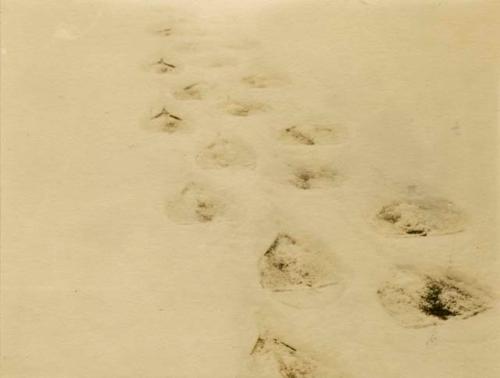 Animal tracks in slush on lake