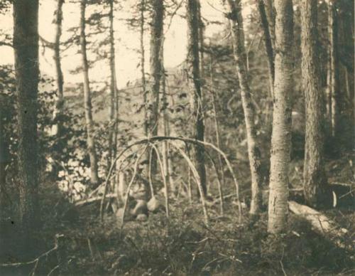 Bent-bough frame in woods.Montagnais Indians, St. Augustin River