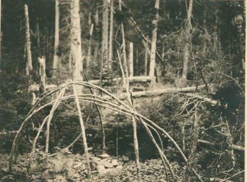 Bent-bough frame of sweat lodge in woods. Note: Large stones within frame.