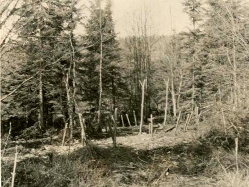 Clearing with a number of vertical posts jutting up from ground