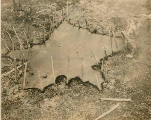 Bear skin spread out on ground and pinned down on edges with sticks