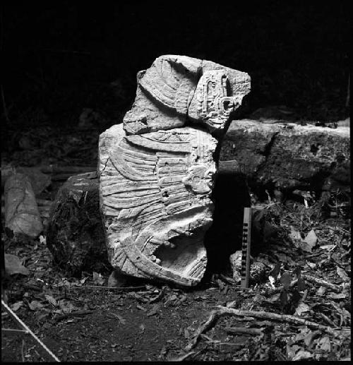 Fragment of Stela 8 at Piedras Negras