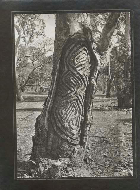 Carved tree near Aboriginal grave