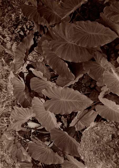 Taro Plants