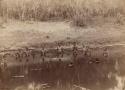 Group of Aboriginal men, women, and children photographed in water fishing with a net, possibly staged.