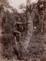 Young Aboriginal Man Climbing Tree