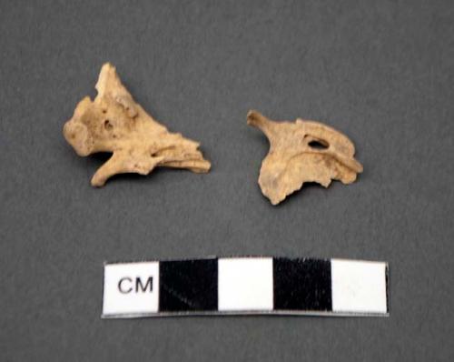 Faunal remain, small mammal, cranium