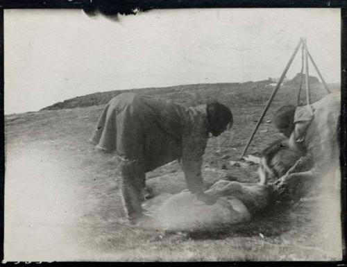 Women skinning deer
