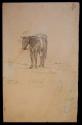 "Grasshoppers (horse);" and "Coal in the Raton Hills, N.M. Trinidad"