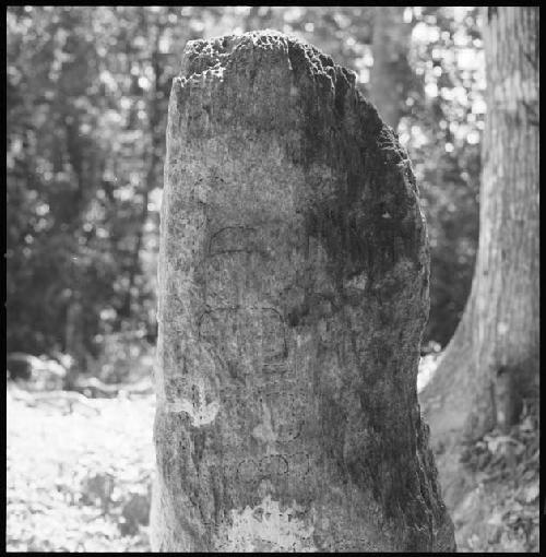 Stela 5 at Uaxactun with glyphs inked