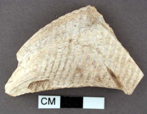 Shell, large bivalve fragment