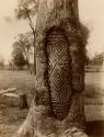 Australian Aboriginal Carving of Lines and Geometric Shapes in Tree Trunk