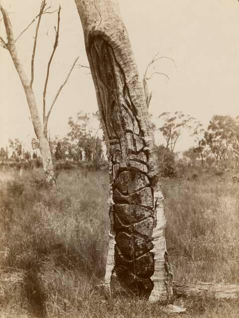 Australian Aboriginal Carving in Tree Trunk