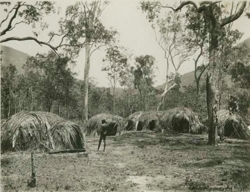 Photograph of an aboriginal man in clearing surrounded by several grass and bark shelters