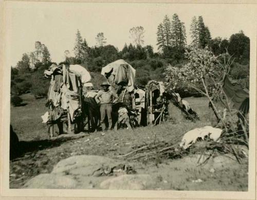 Blucher standing in front of his acorn cache