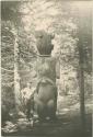 Totem pole from Ahousat, Vancouver island, being transported with rope