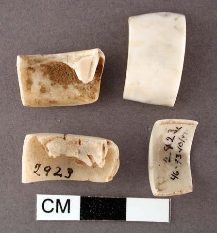 Pieces of worked conus shell (ring fragments)