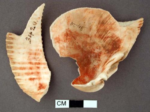 Shell, bivalve fragments with traces of red  paint