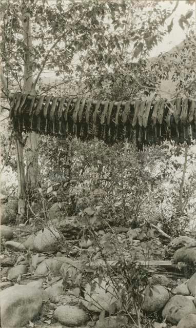 Sockeye salmon drying on pole near camp on north side of Thompson River