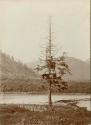 Food stand in tree in wooden containers, Frazer River, Thompson River Indians
