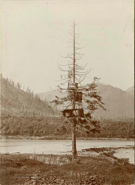 Food stand in tree in wooden containers, Frazer River, Thompson River Indians