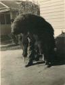 William Benson modeling the Pomo bearskin disguise now in the Peabody Museum